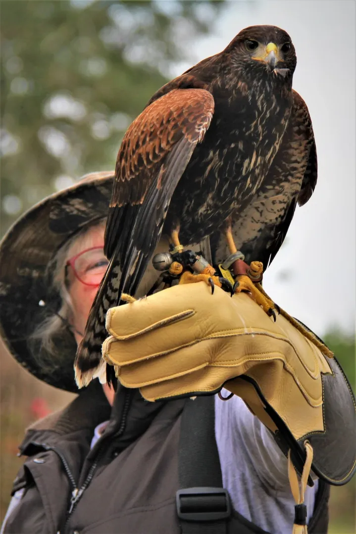 Birds of Prey by Accipiter Enterprises photo 4