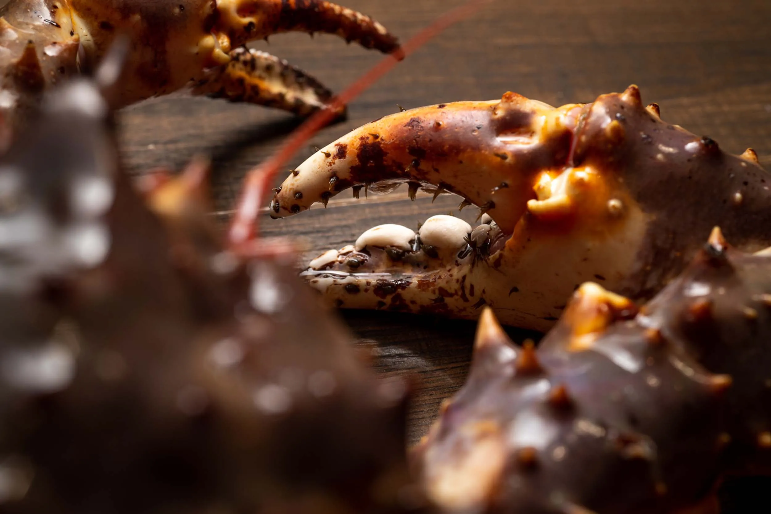 2021 09 09_Klaw King Crab_WR--5