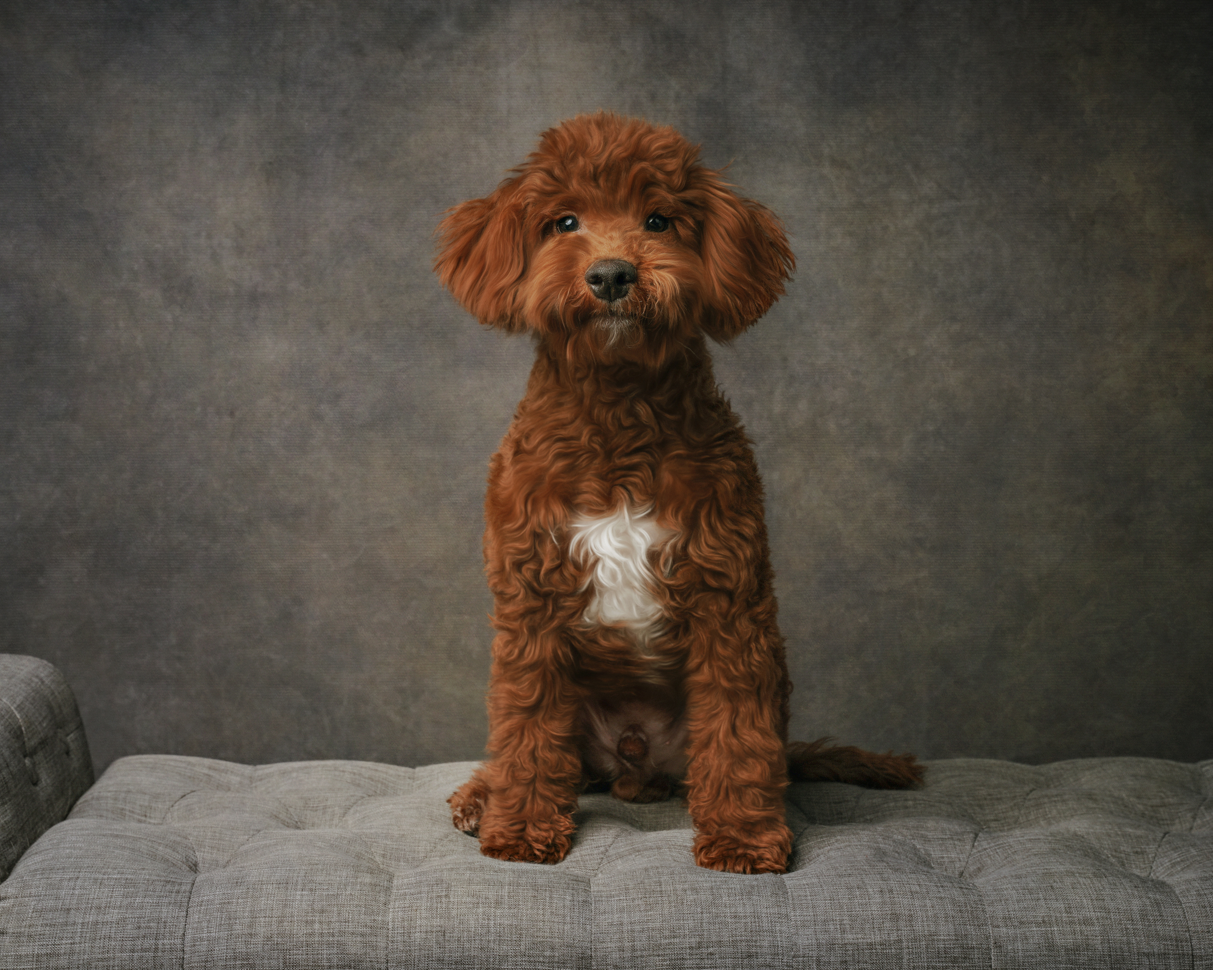 Fluffy red dog with white chest sitting on a gray bench