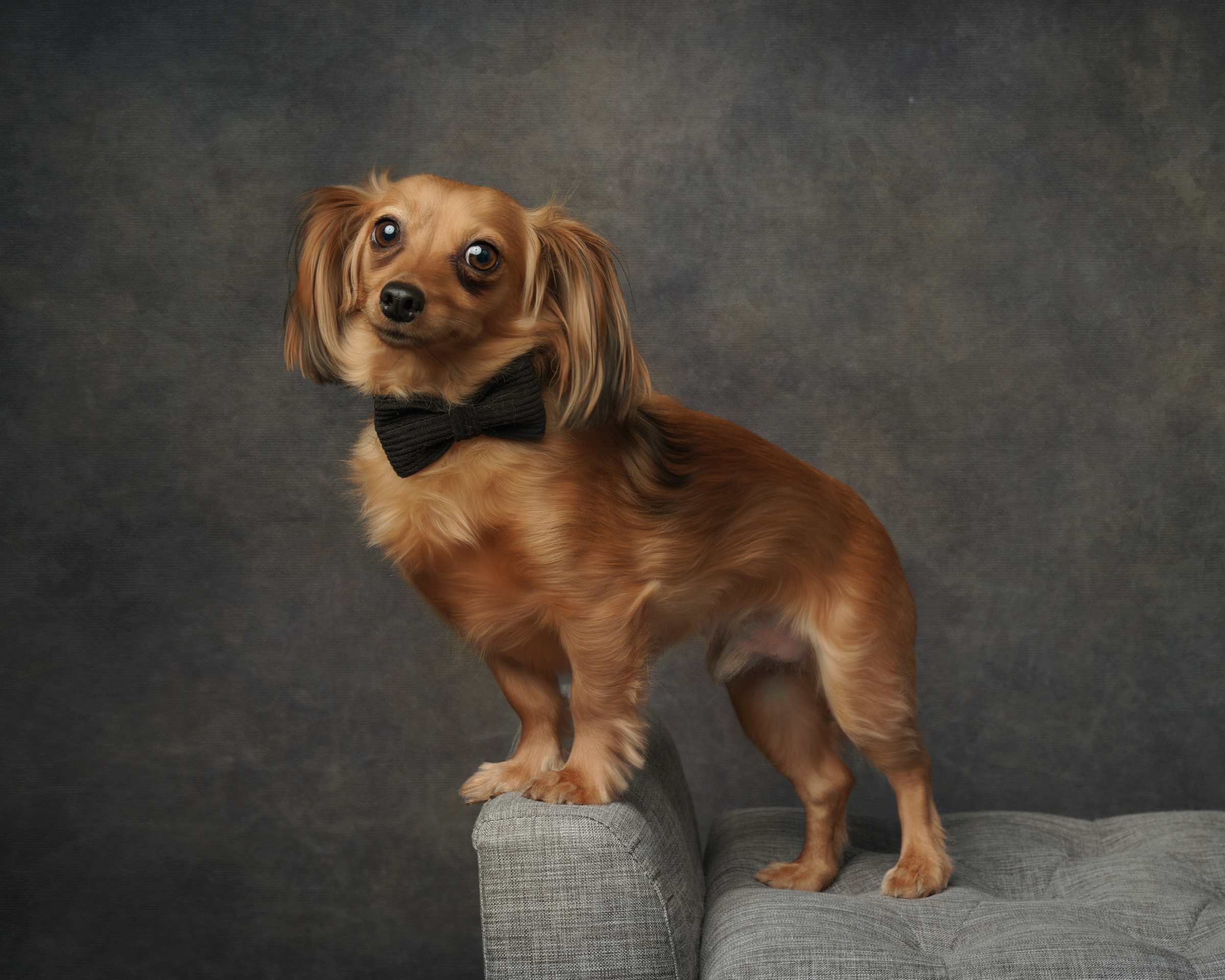 Small brown dog with black bowtie on a gray couch