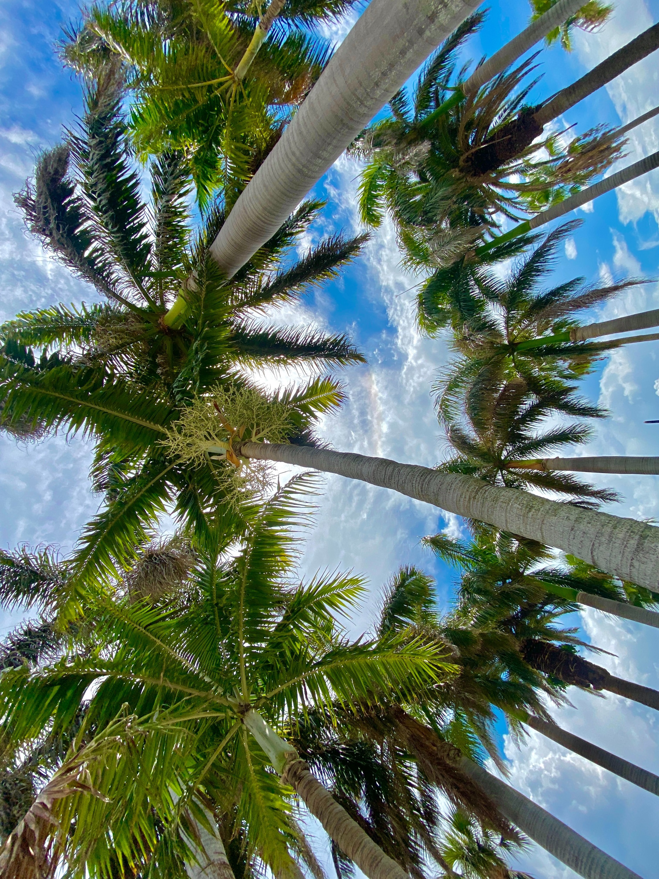 beautiful palm trees on a sunny day in Pass-a-Grille