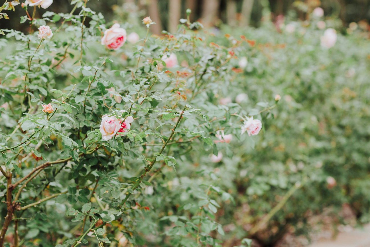 Willow And Oak Photography photo 5