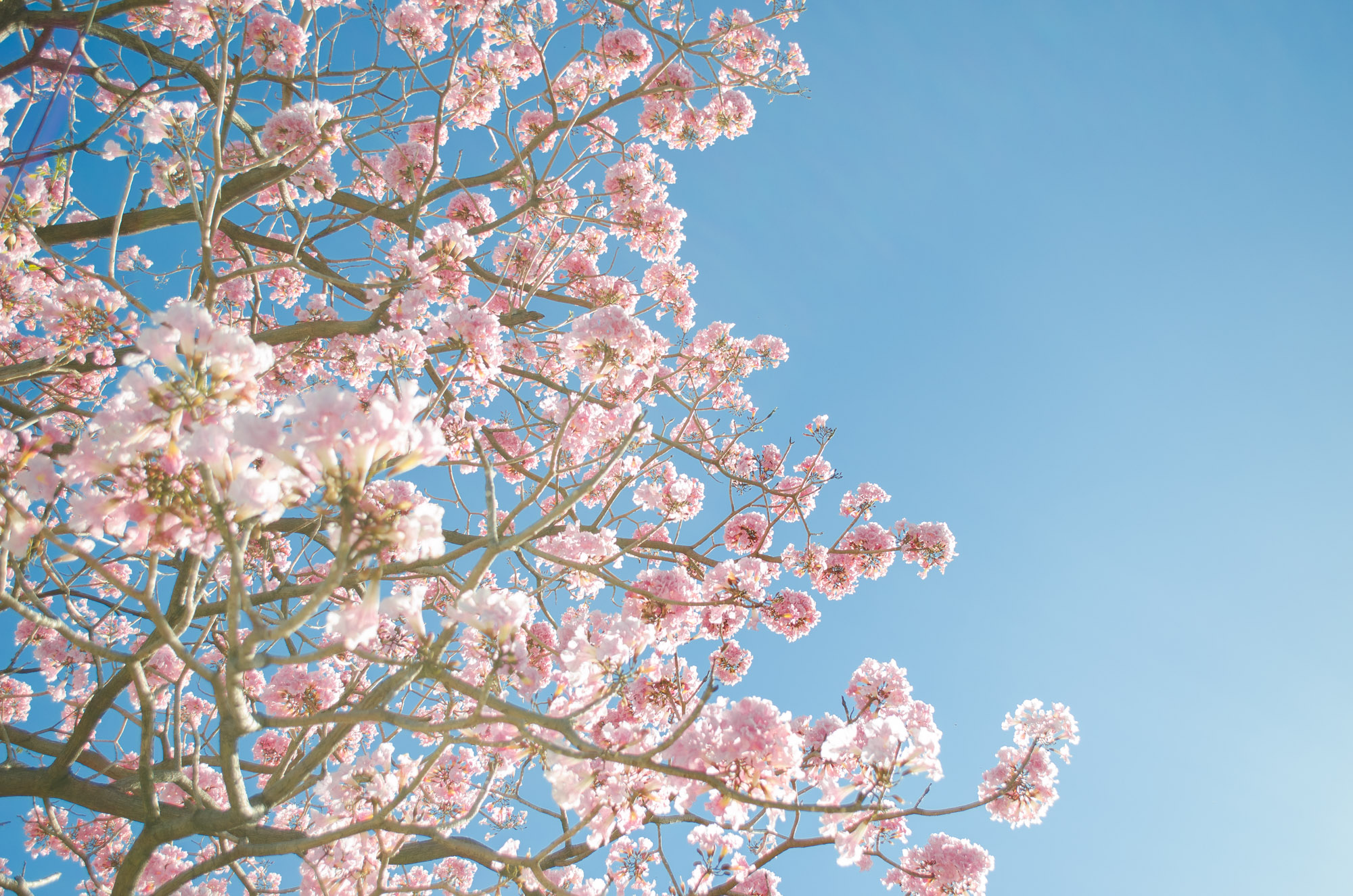 Cherry Blossom Tree
