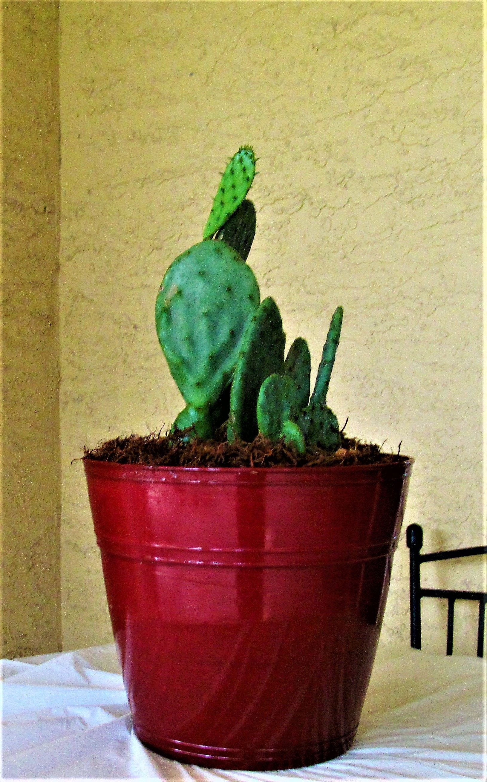 Prickly Pear Cactus Plant