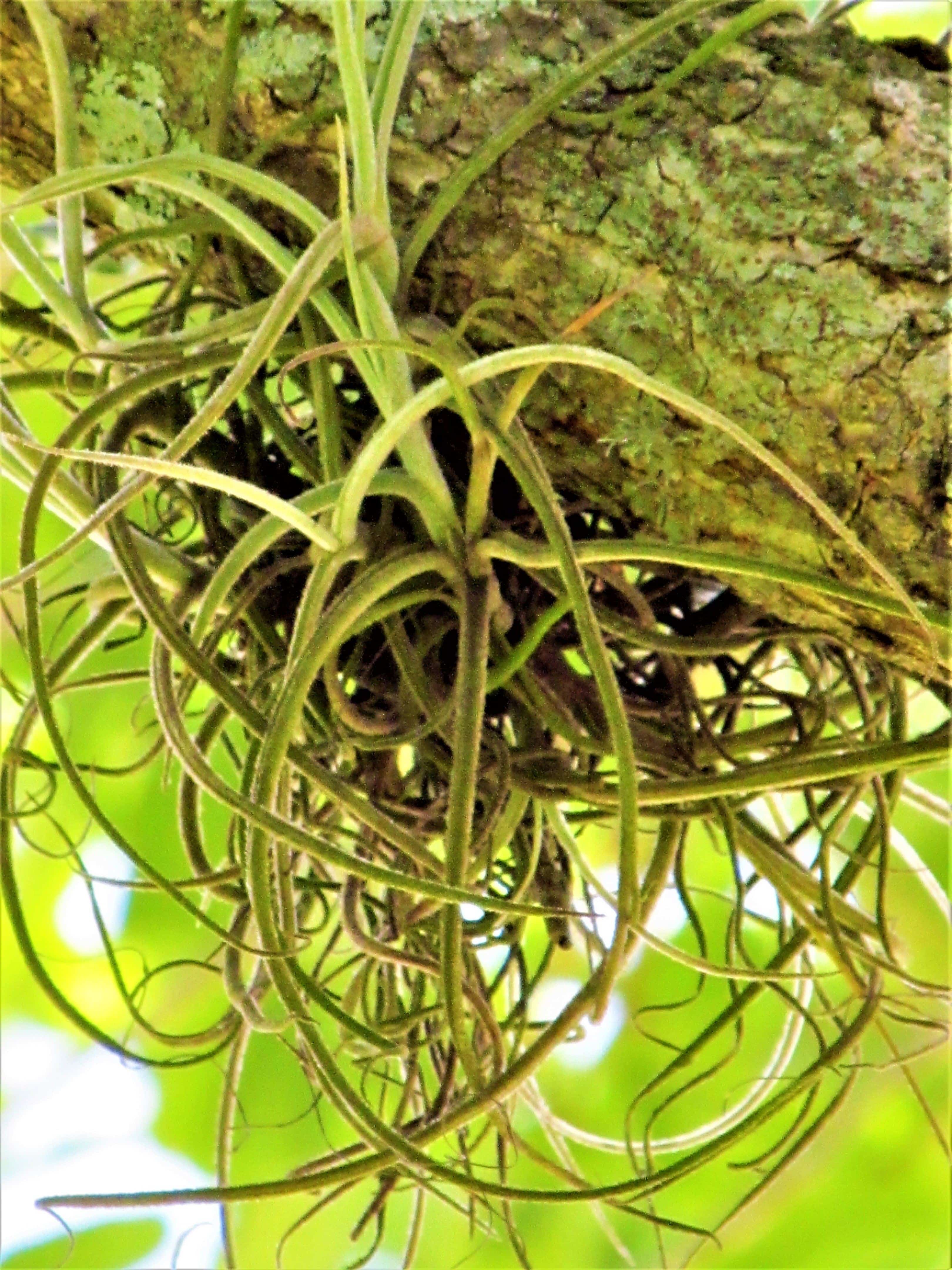 Air Plant Bromeliad
