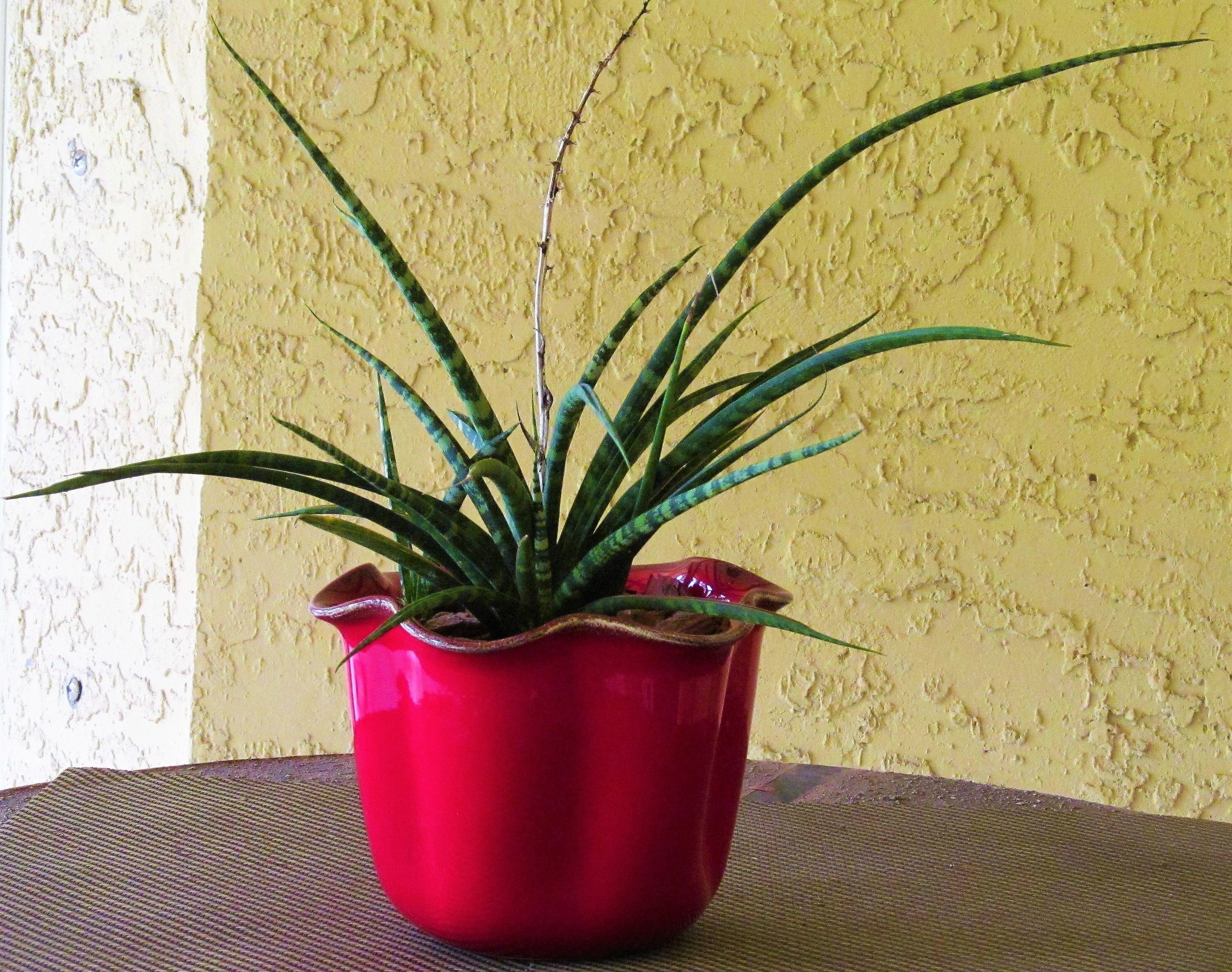 Succulent Spider Plant