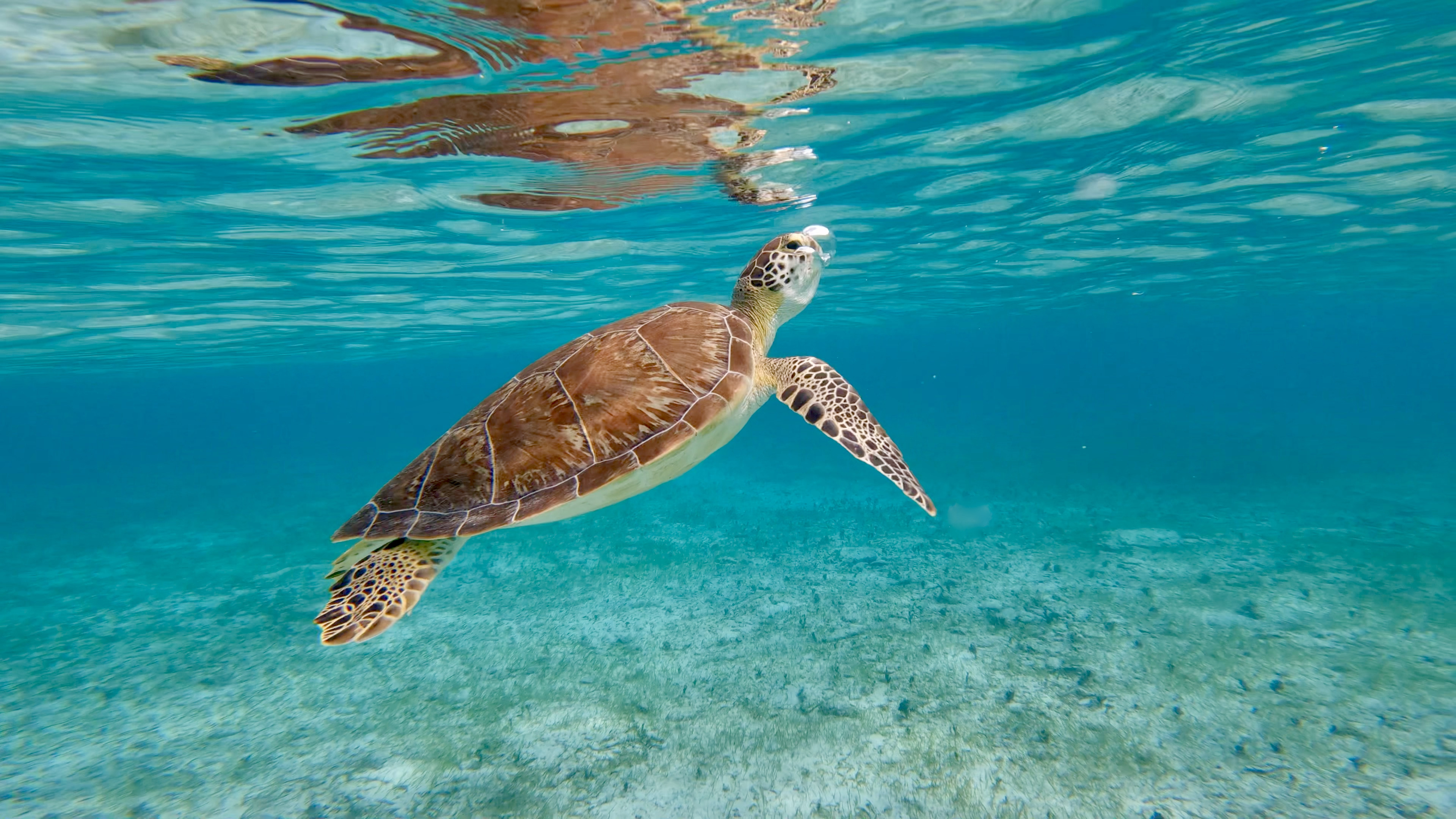 Grand Cayman