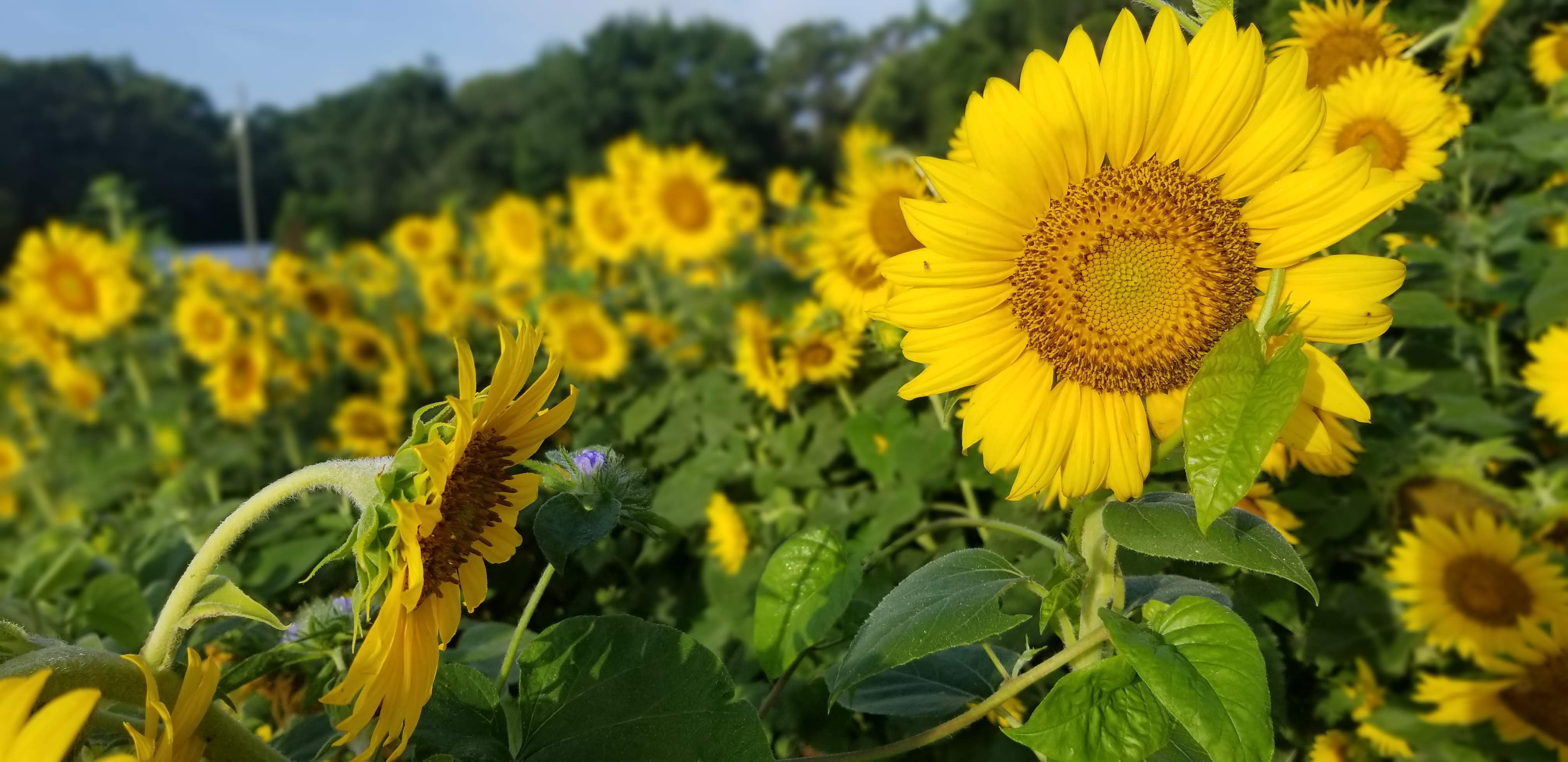 20190622_070010.jpg