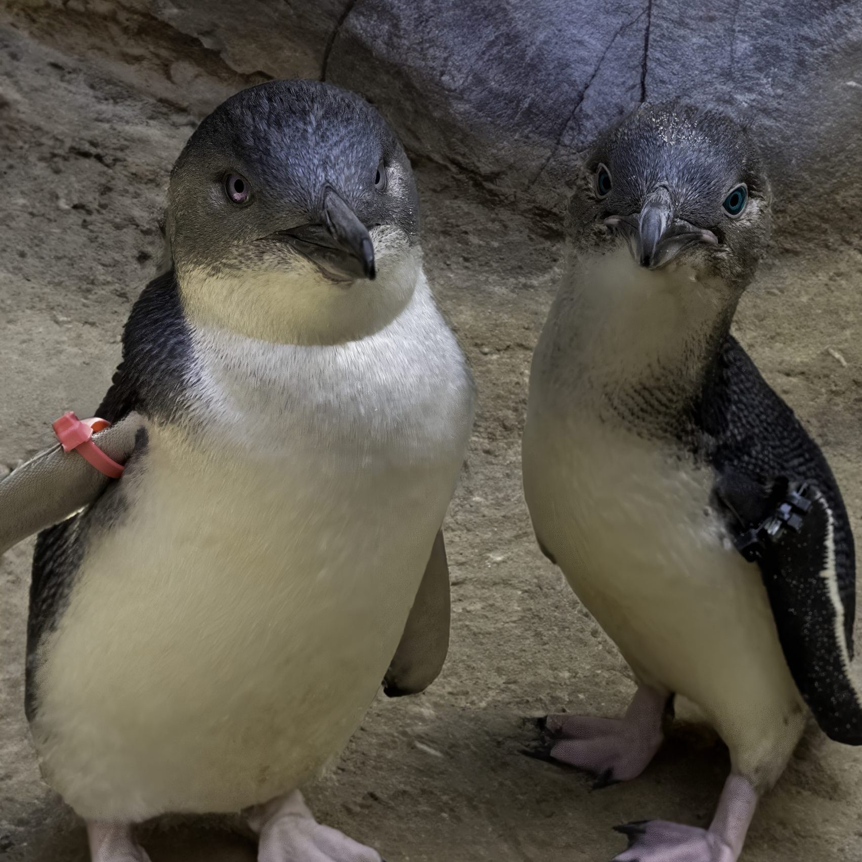 fairy penguins copy
